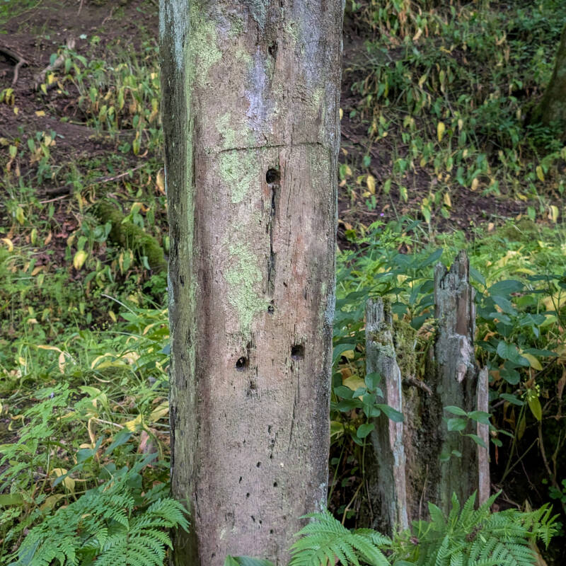 Decayed wooden post at Deepdale Rifle Range showing drill holes and moss growth, one of several surviving timbers behind the gallery.