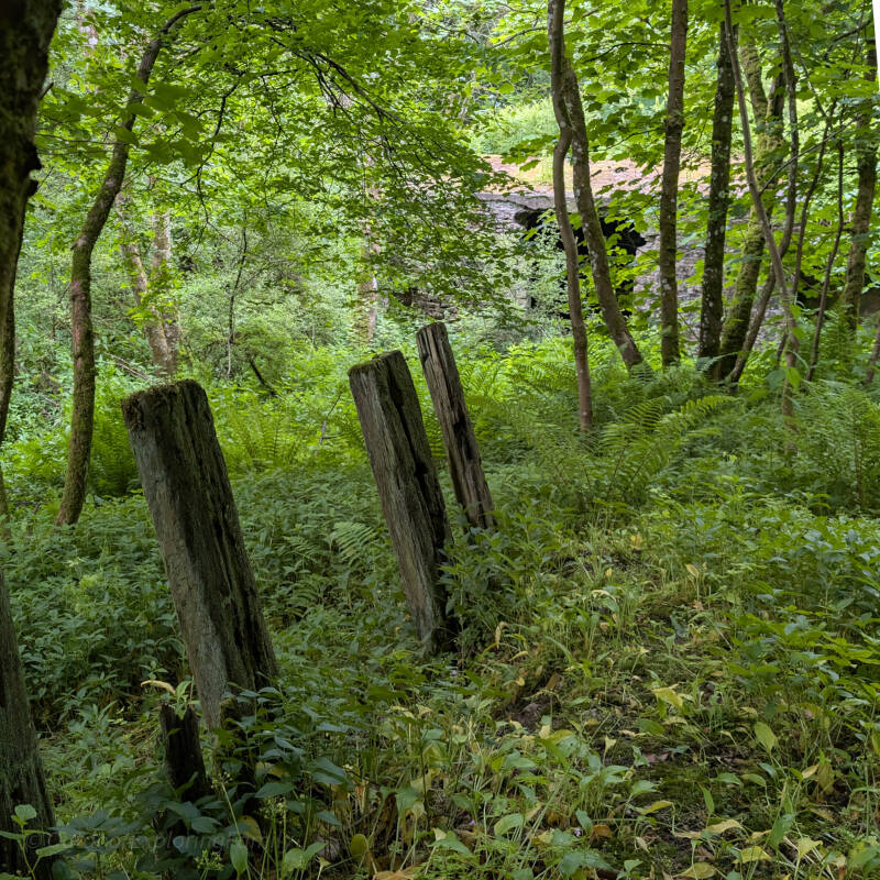 Line of weathered wooden posts on raised ground behind the target area at Deepdale Rifle Range, surrounded by ferns and trees.