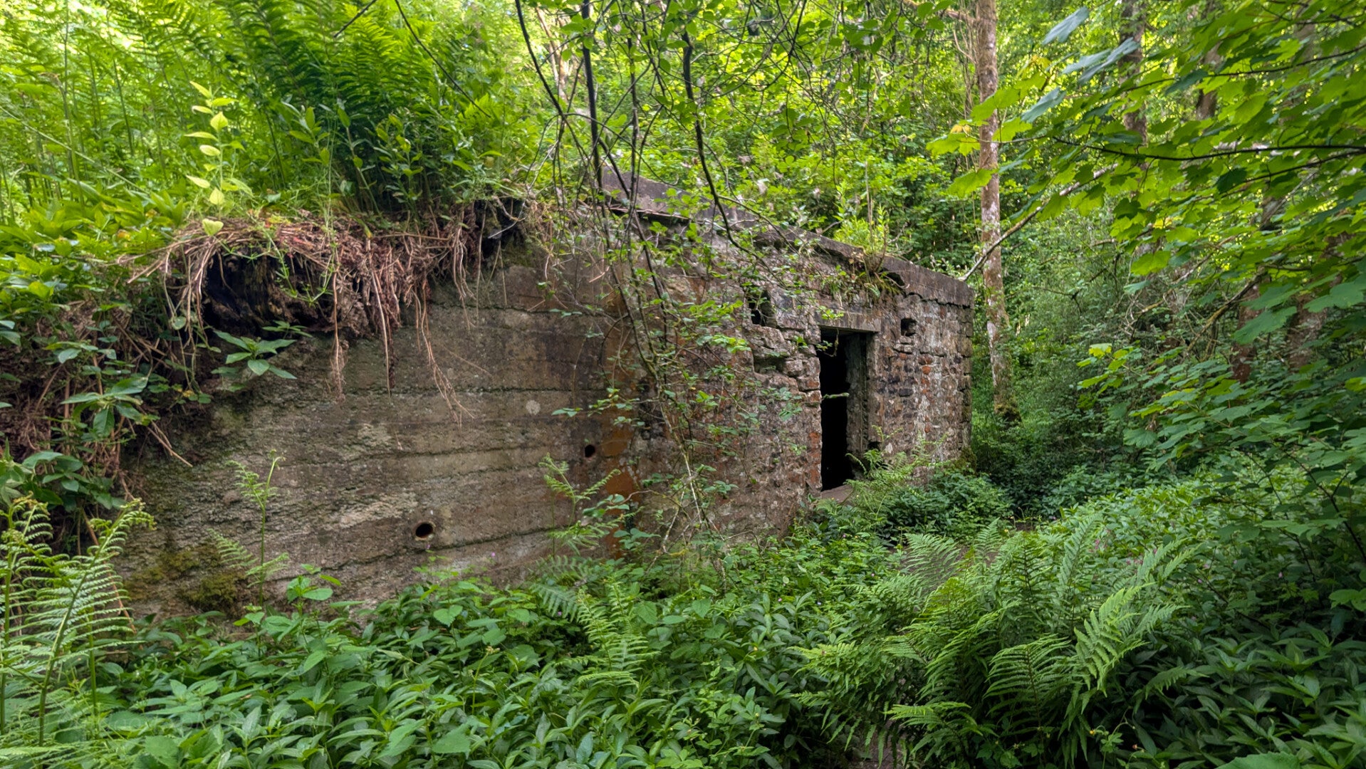 Stone butts building at Deepdale Rifle Range near Barnard Castle, an abandoned military structure now overgrown by woodland