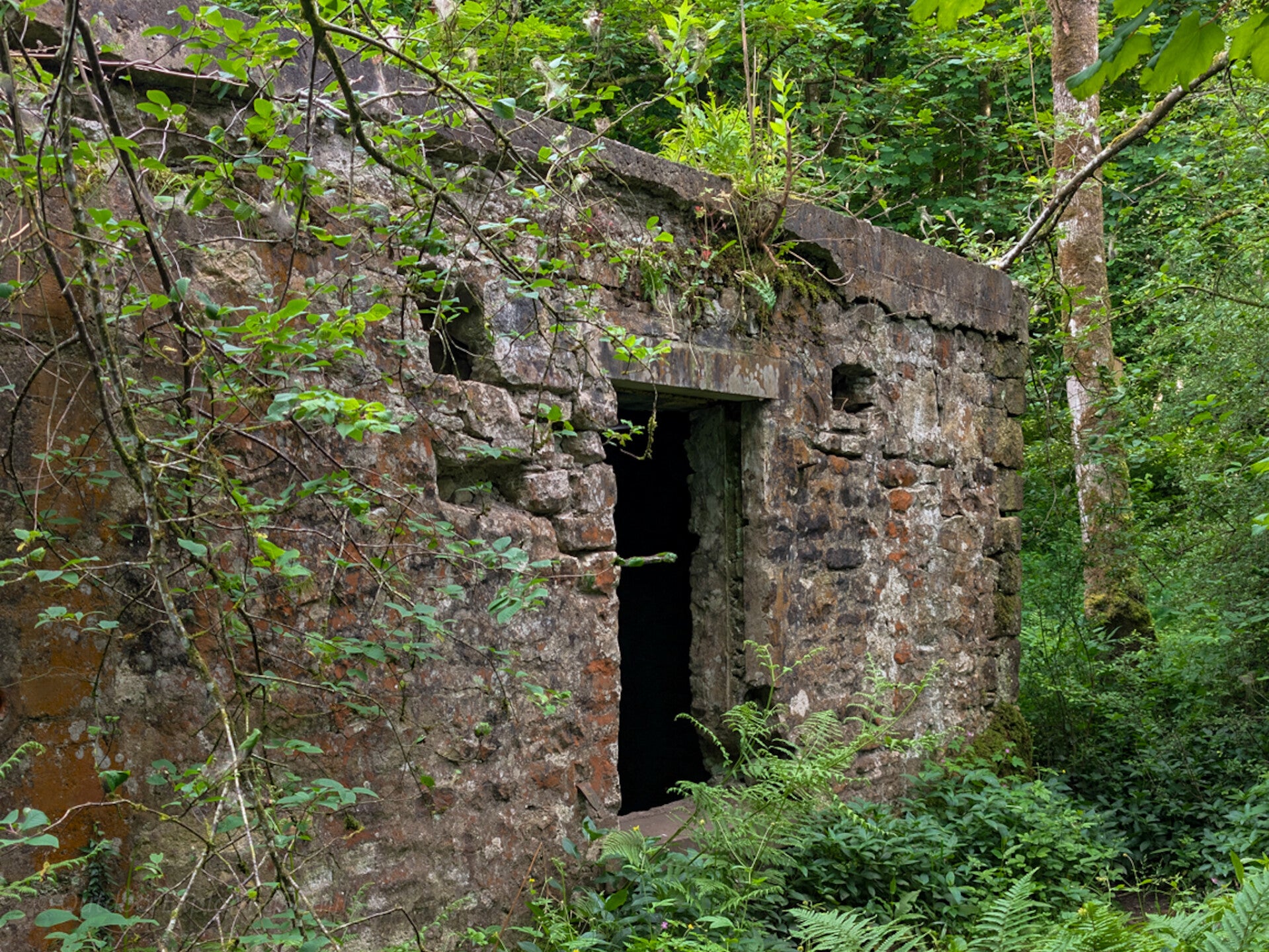 Abandoned stone butts building at Deepdale Rifle Range, Barnard Castle, with overgrown walls, window openings and woodland vegetation reclaiming the structure.