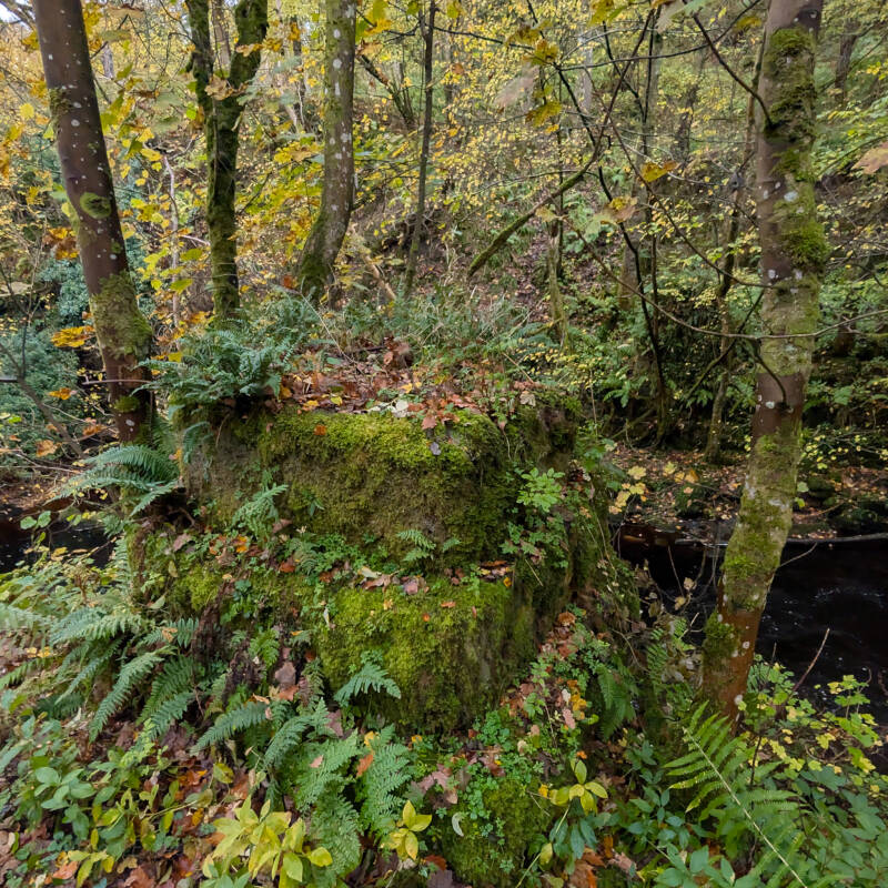 Heavily overgrown Startforth‑side viaduct support in Deepdale Woods, with thick moss, ivy and ferns covering the old stonework.