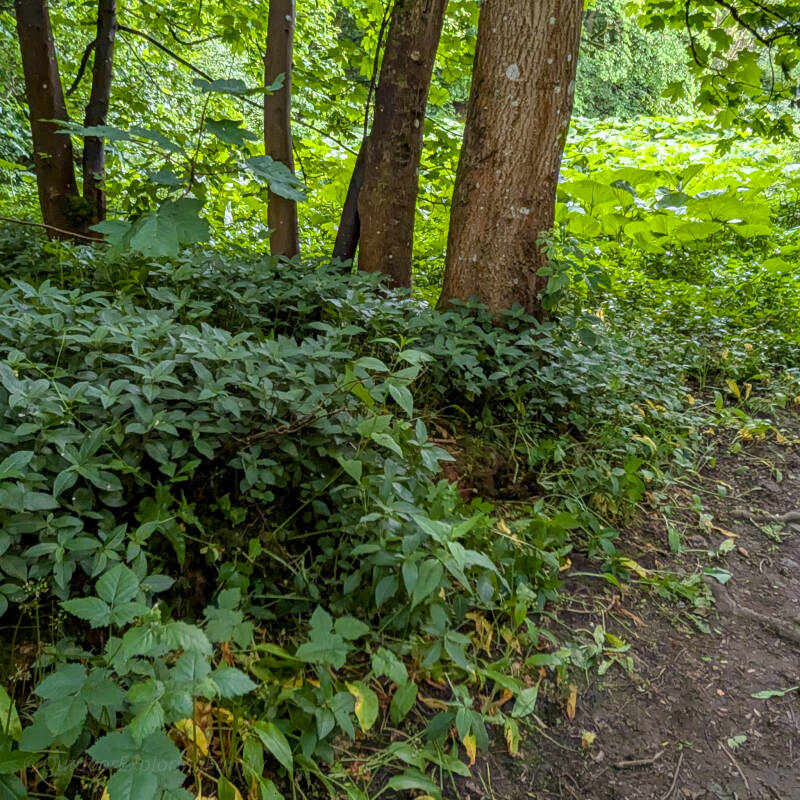  “Woodland path through Deepdale near Barnard Castle, lined with dense summer vegetation and trees, following the route of the former rifle range.