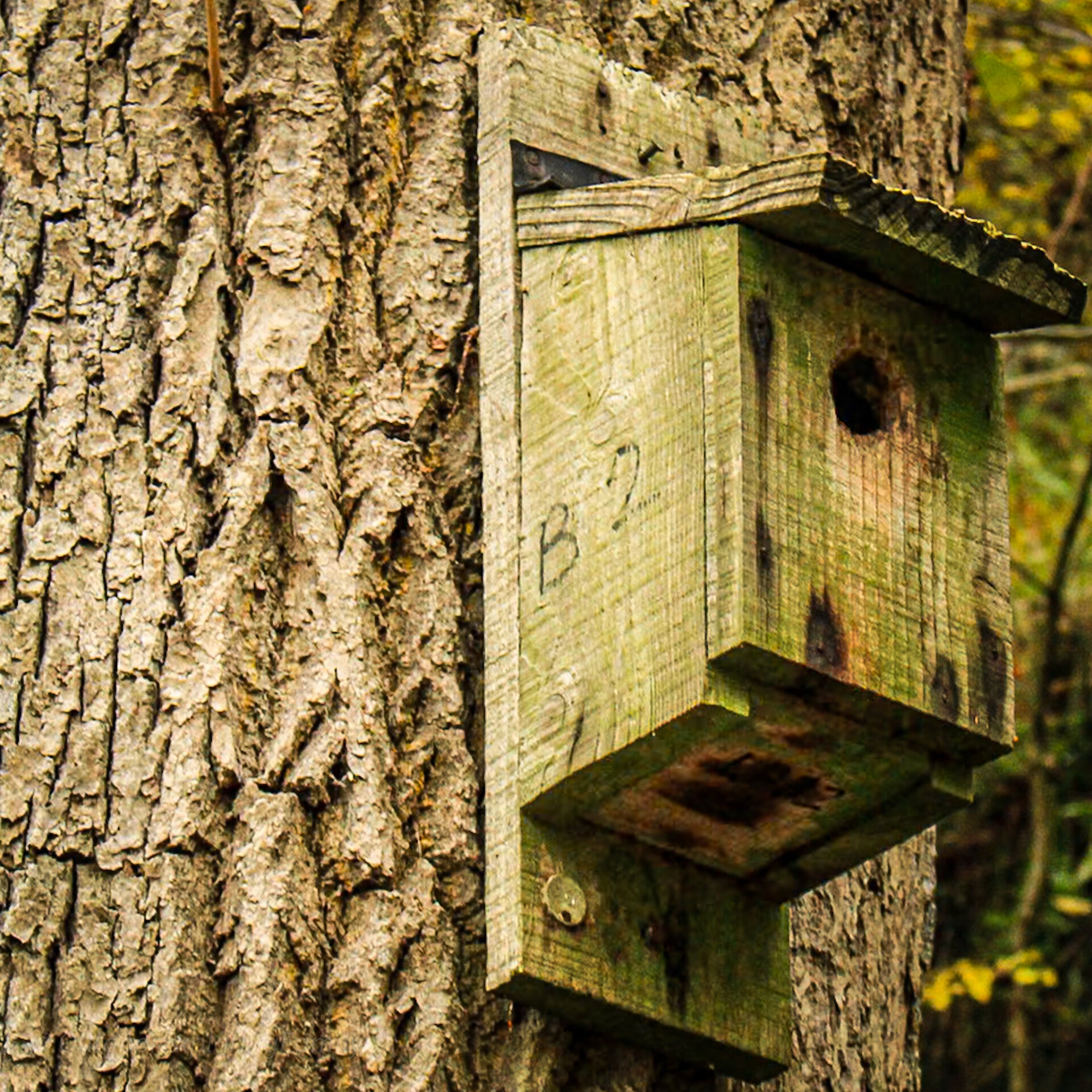 Bird box marker near the Monk’s Head carving in Deepdale Woods
