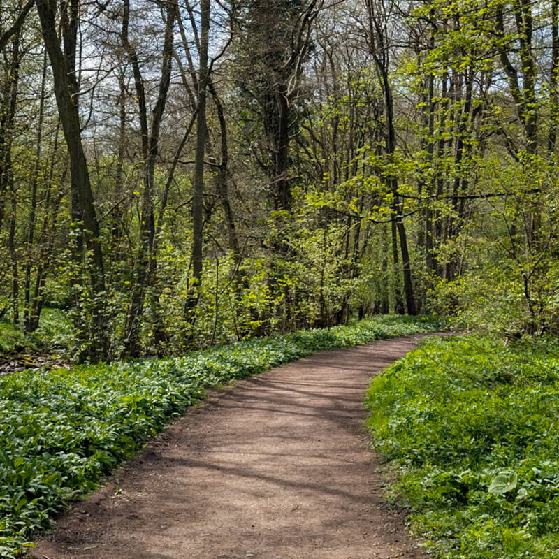 Woodland path through Deepdale Woods near the Great Stone, Barnard Castle