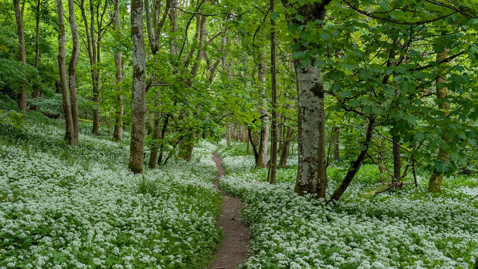 Woodland path through wild garlic in Deepdale Woods near Barnard Castle with dense spring greenery and peaceful forest scenery