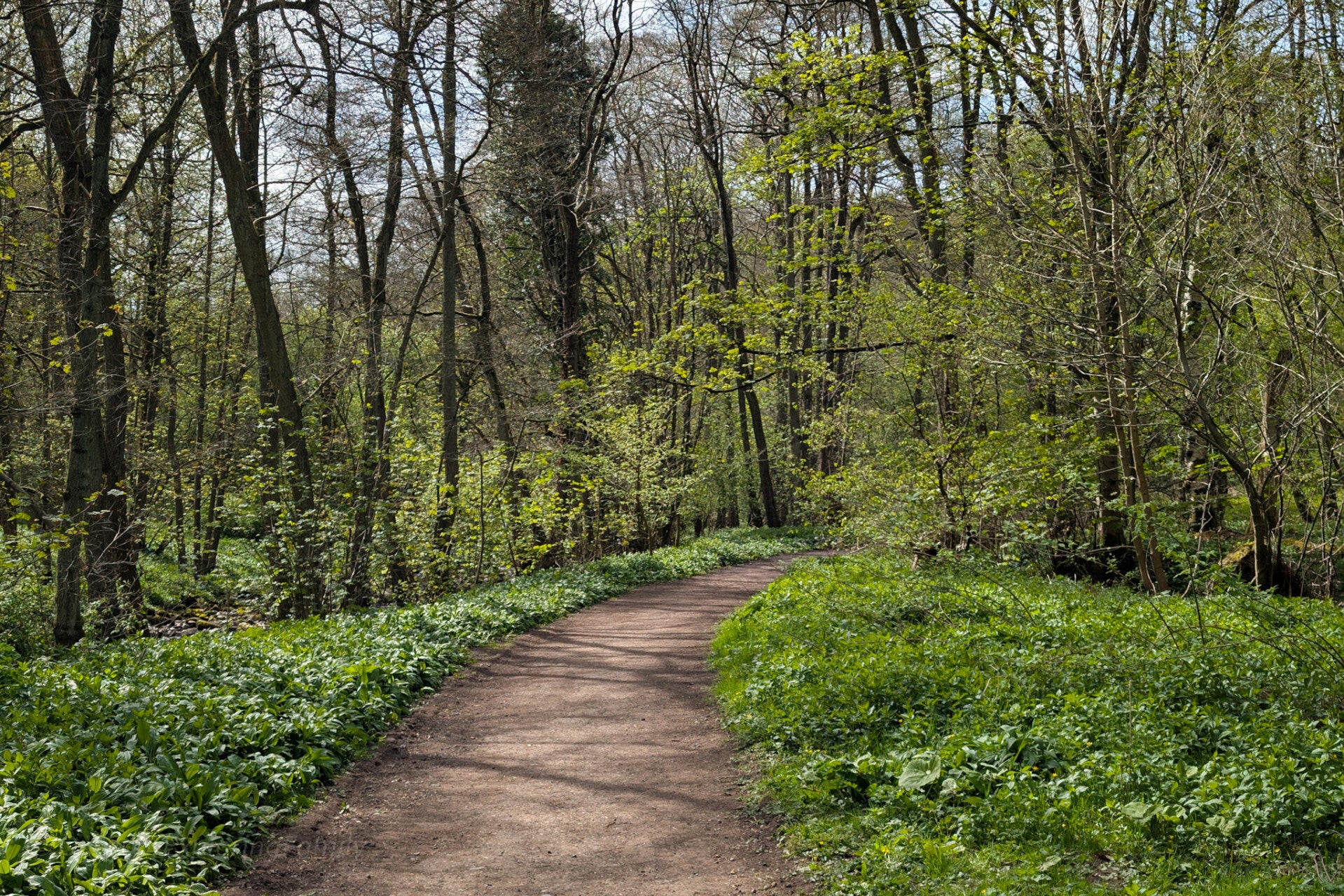 Path through Deepdale Woods Nature Reserve near Barnard Castle, a quiet woodland walk along Deepdale Beck