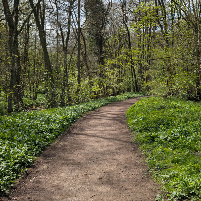 Woodland path through Deepdale Woods near Barnard Castle with trees and shaded walking trail