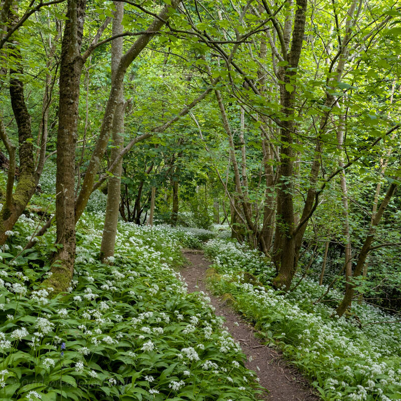 Wild garlic covering the woodland floor beside a narrow path in Deepdale Woods near Barnard Castle during spring in Teesdale