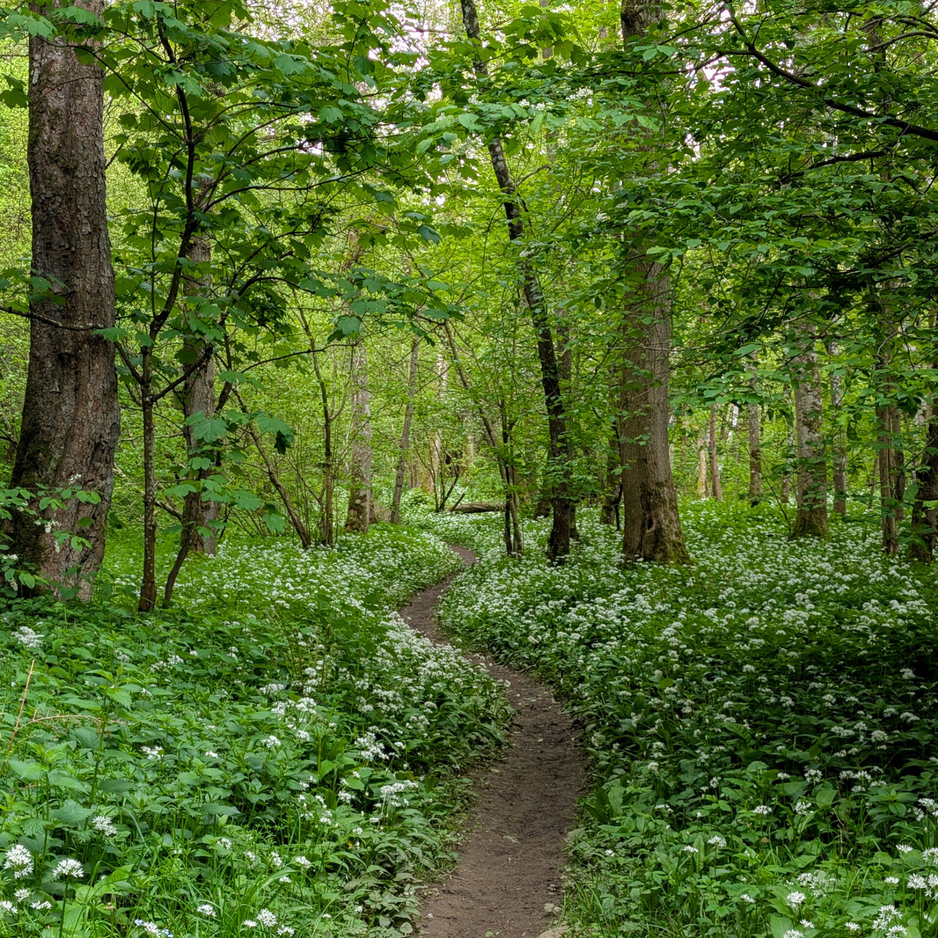 Wild garlic beside the walking path in Deepdale Woods, Teesdale