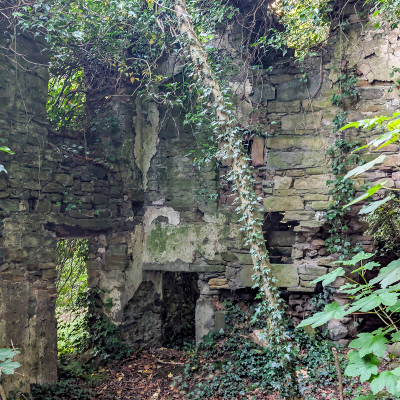 Ruins of Ferryman’s Cottage beside the River Tees on the Whorlton Riverside Walk