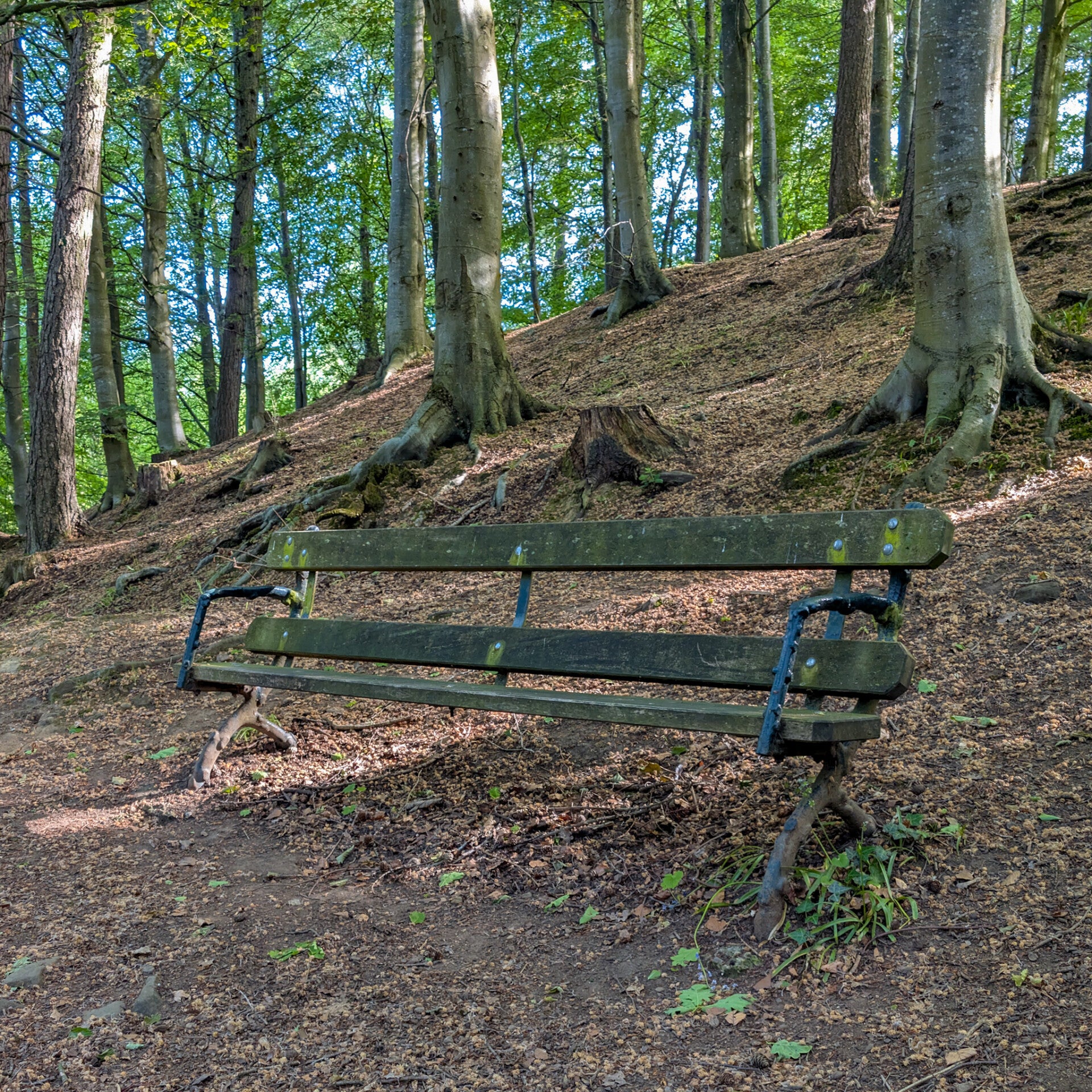 Woodland bench beneath mature beech trees in Flatts Wood, Barnard Castle, a peaceful place to sit beside the historic walking paths above Percy Beck.