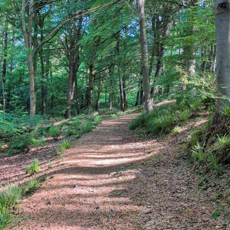 Shaded woodland path winding through Flatts Wood in Barnard Castle, following one of the historic Victorian walking routes created through the woods.
