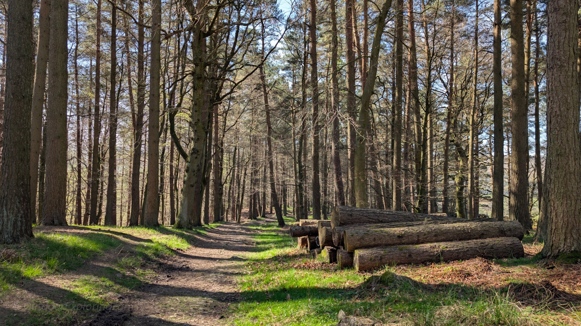 Peaceful woodland trail at Bowlees in Teesdale with logs beside the path, perfect for slowing down and forest bathing