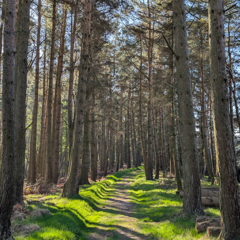 Woodland path at Bowlees Visitor Centre in Teesdale, ideal for quiet forest bathing and nature connection