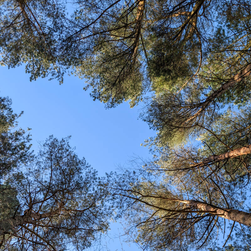 Looking up through trees in Bowlees woodland near Middleton in Teesdale during a calm forest bathing moment