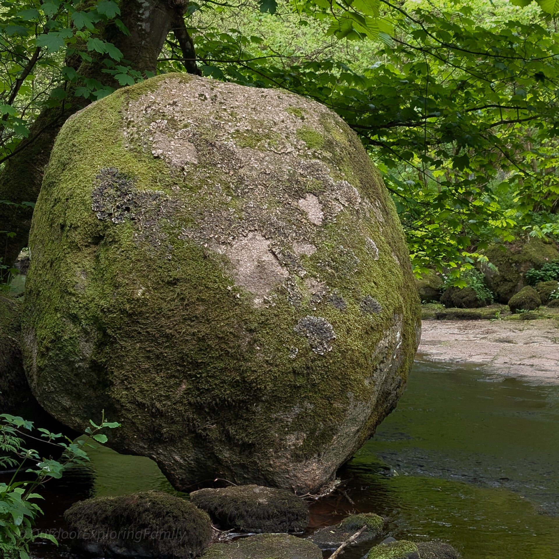 The Great Stone glacial boulder in Deepdale Woods, Teesdale