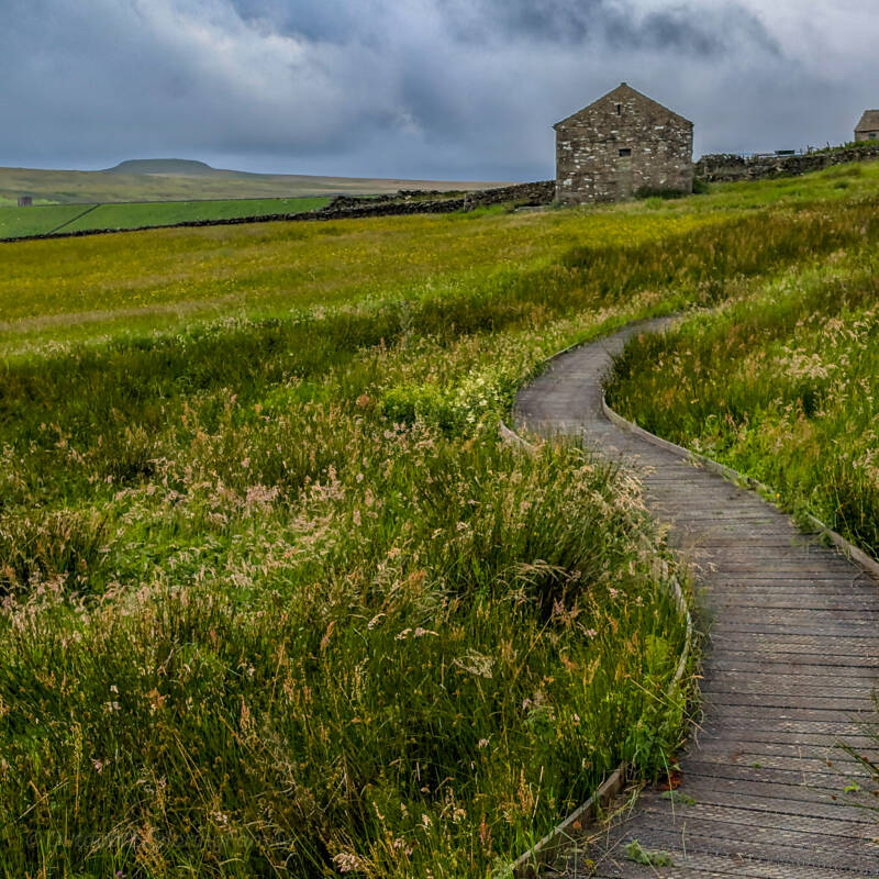 Wooden boardwalk leading through Hannah's Meadow wildflower grassland towards Hannah's Barn in Baldersdale