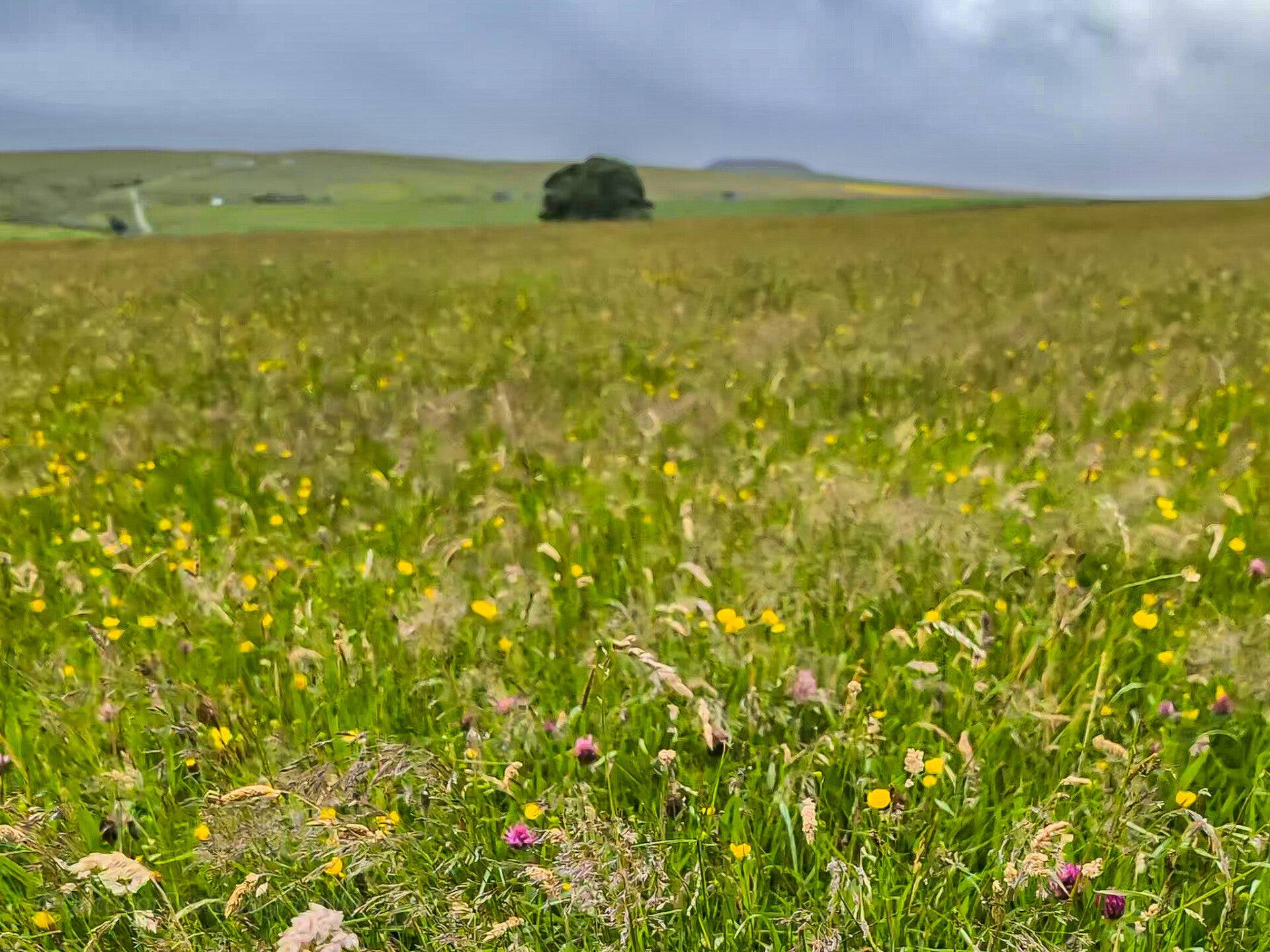 Wildflowers growing in Hannah's Meadow nature reserve near Blackton Reservoir, Baldersdale, Teesdale