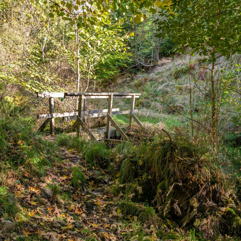 Small wooden footbridge crossing a narrow stream along the woodland return path through Snaisgill Plantation.