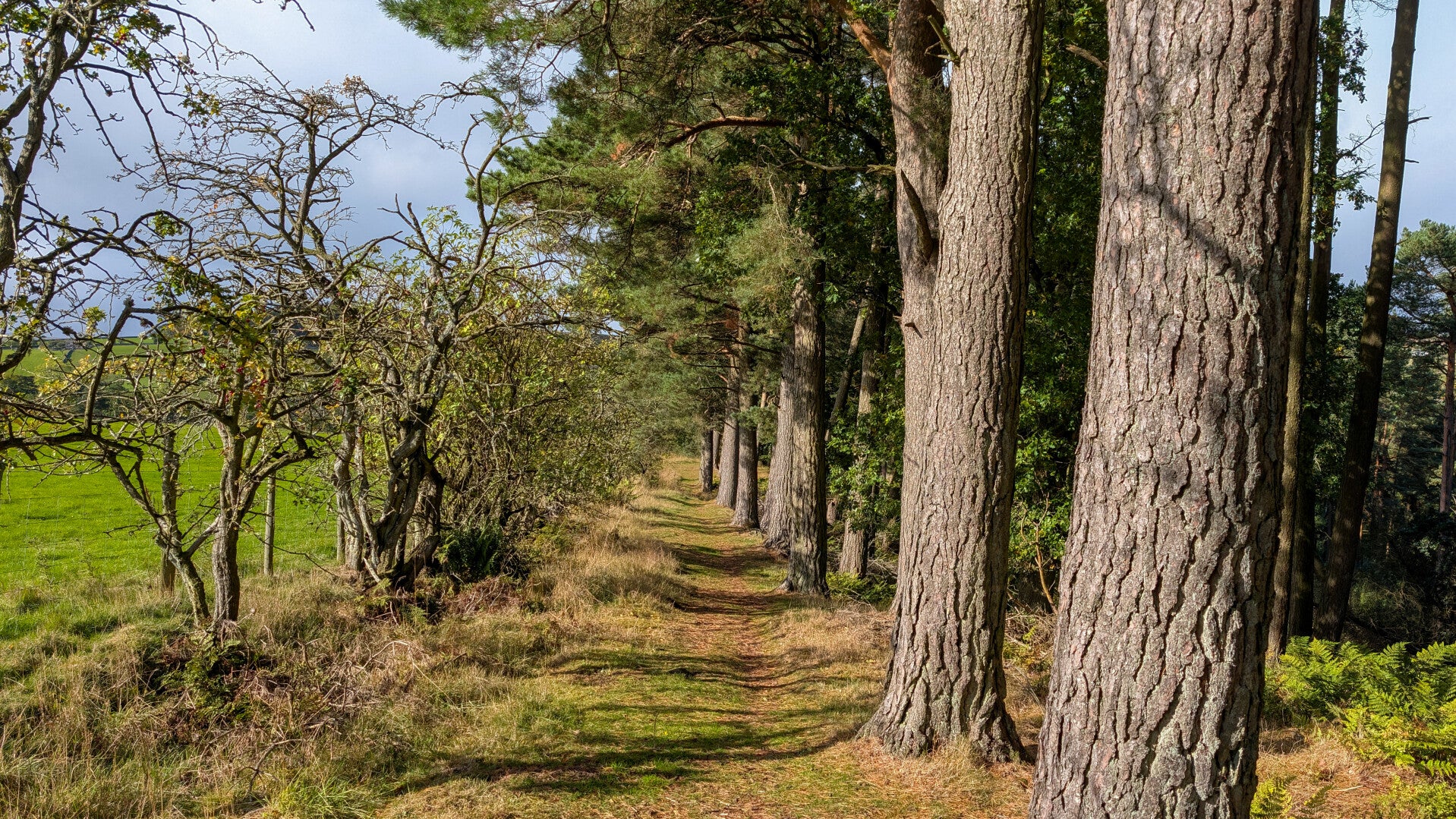 Row of tall mature pine trees beside a woodland footpath overlooking open fields in Snaisgill Plantation near Middleton-in-Teesdale.
