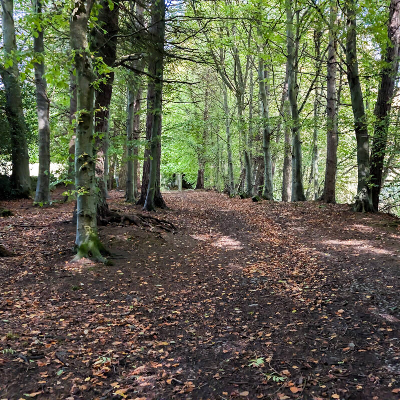 Wide woodland path through mature trees on the King's Walk near Middleton-in-Teesdale, with fallen autumn leaves covering the ground