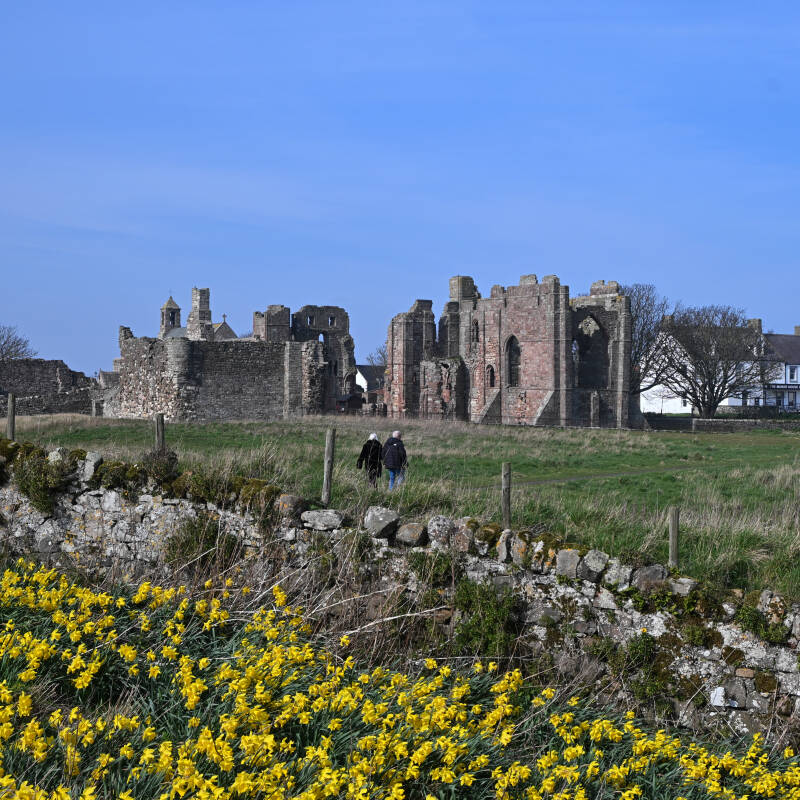Lindisfarne Priory ruins on Holy Island with yellow daffodils and an old stone wall in the foreground