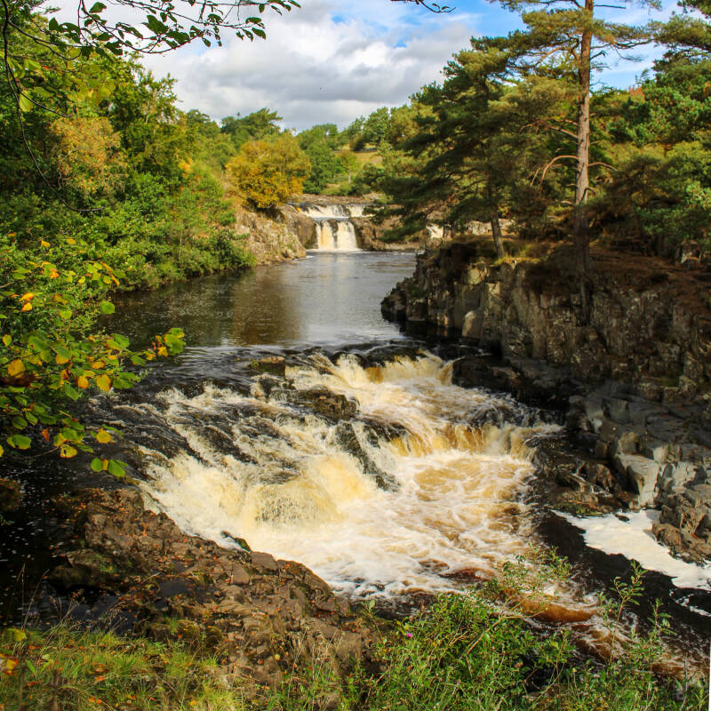 Low Force waterfall flowing over Whin Sill rock with woodland along the River Tees in Teesdale