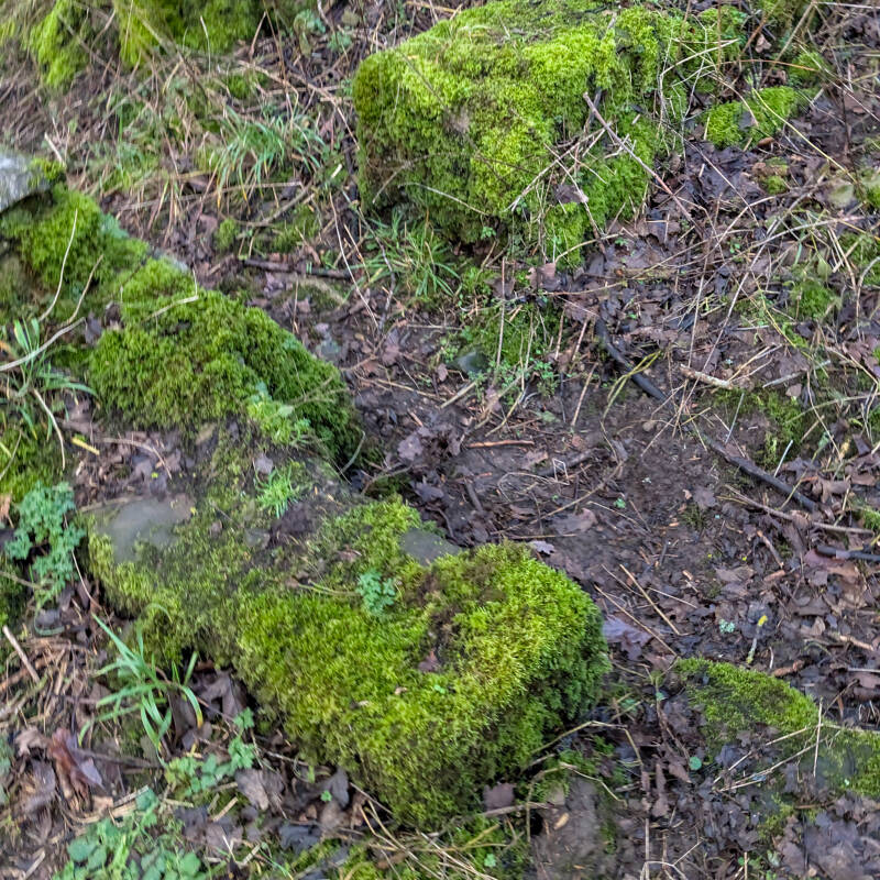 Moss covered stonework beside the former Bowes Mill site