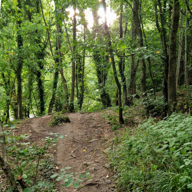 Woodland footpath along the north bank of the River Tees towards Barnard Castle
