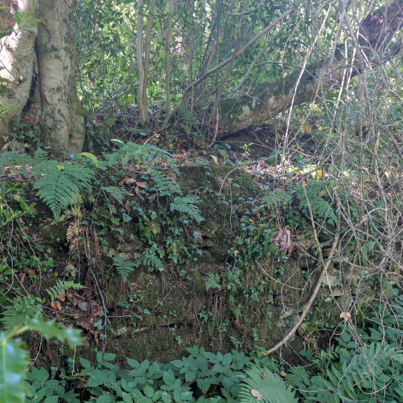 Moss covered stone wall hidden among woodland vegetation near the site of Barnard Castle's lost spa.