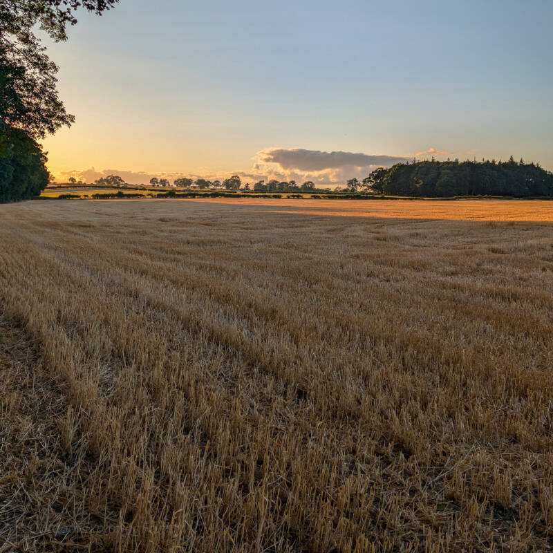 Open fields in evening light on the Meeting of the Waters walk from Egglestone Abbey