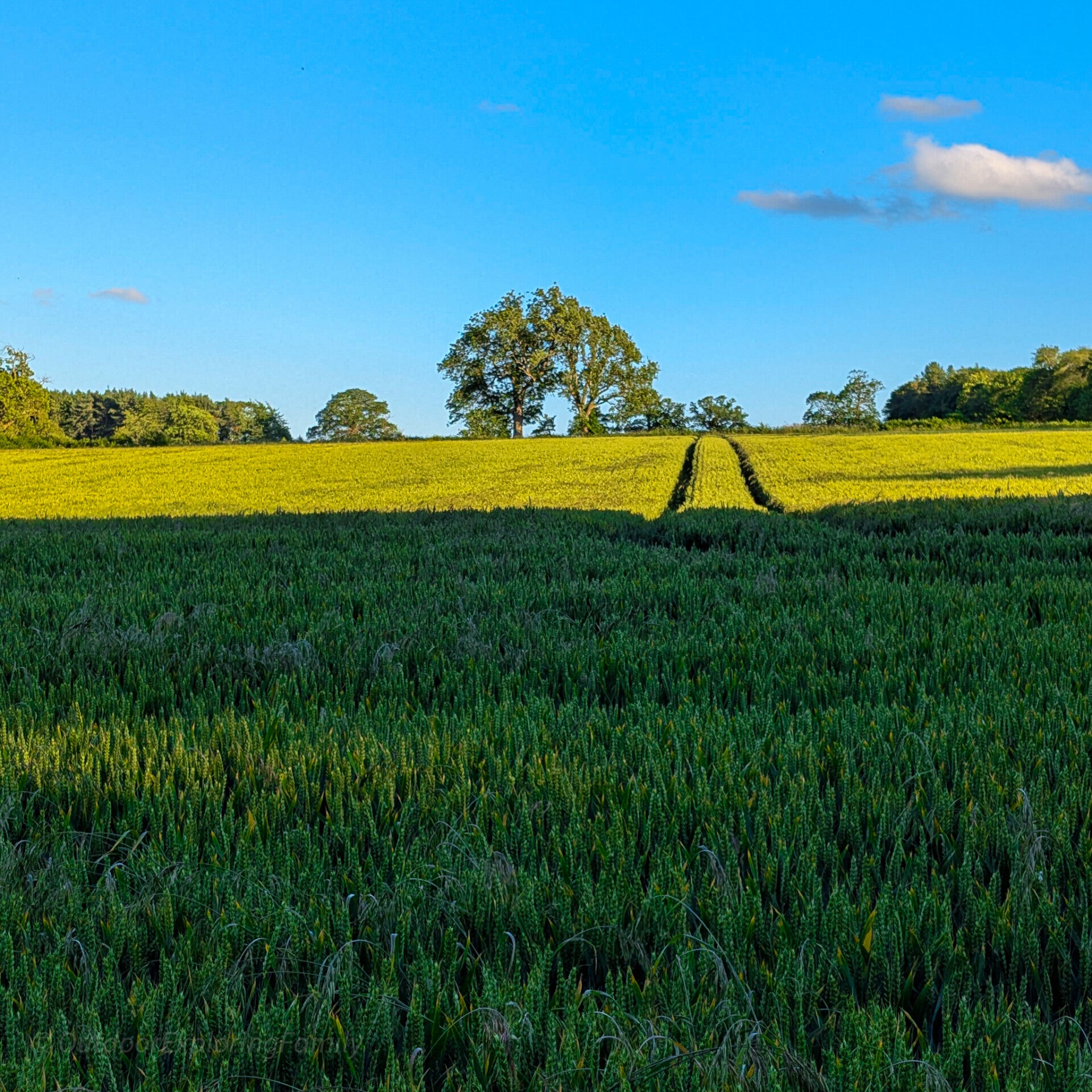 Open farmland and countryside views on the return section of the Thorsgill Wood Walk near Egglestone Abbey.