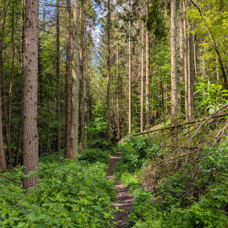 Woodland walking path through Pecknell Woods near Lartington and Barnard Castle with tall trees and peaceful forest scenery