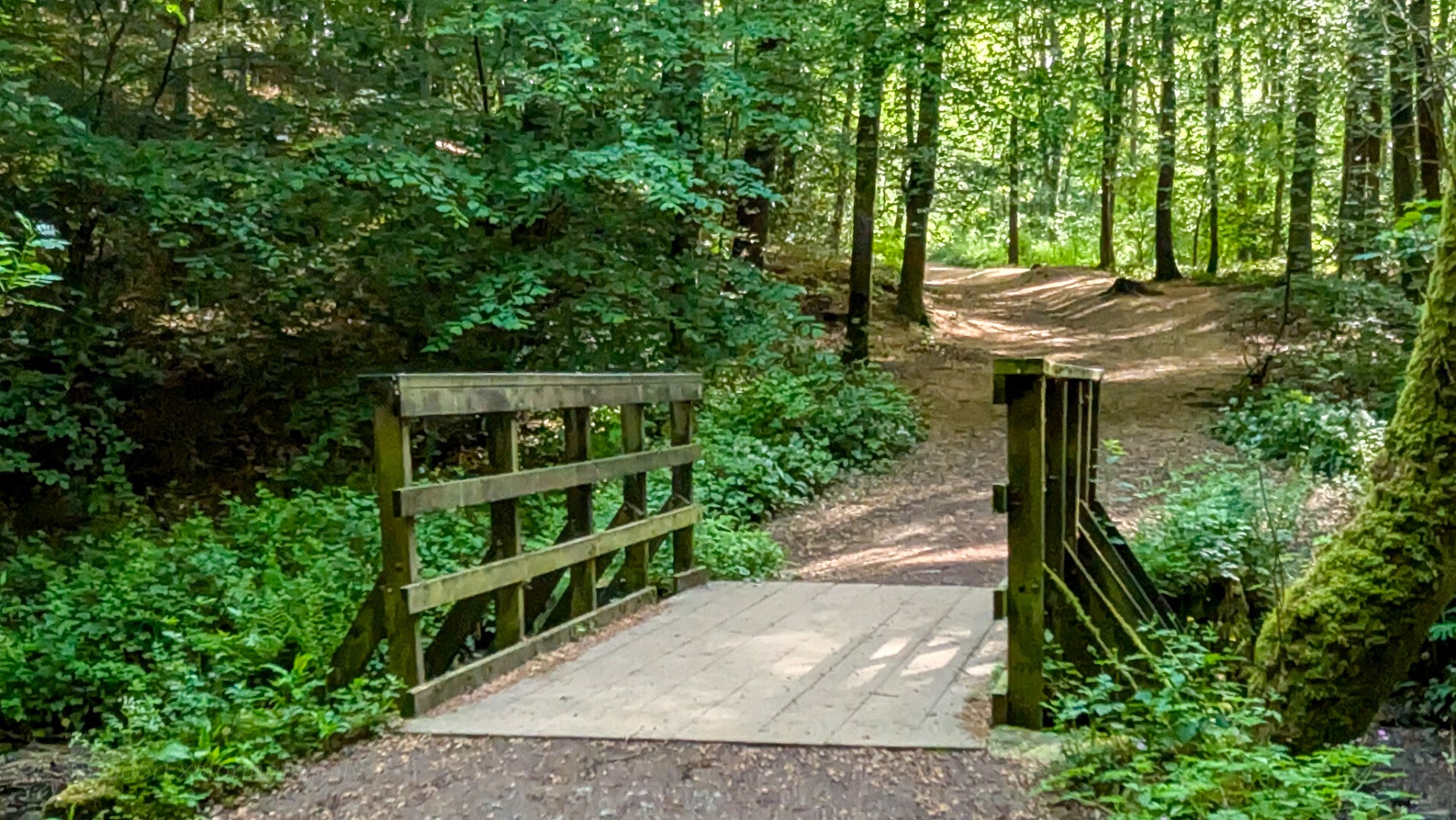 Footbridge crossing Percy Beck on a woodland path through Flatts Wood