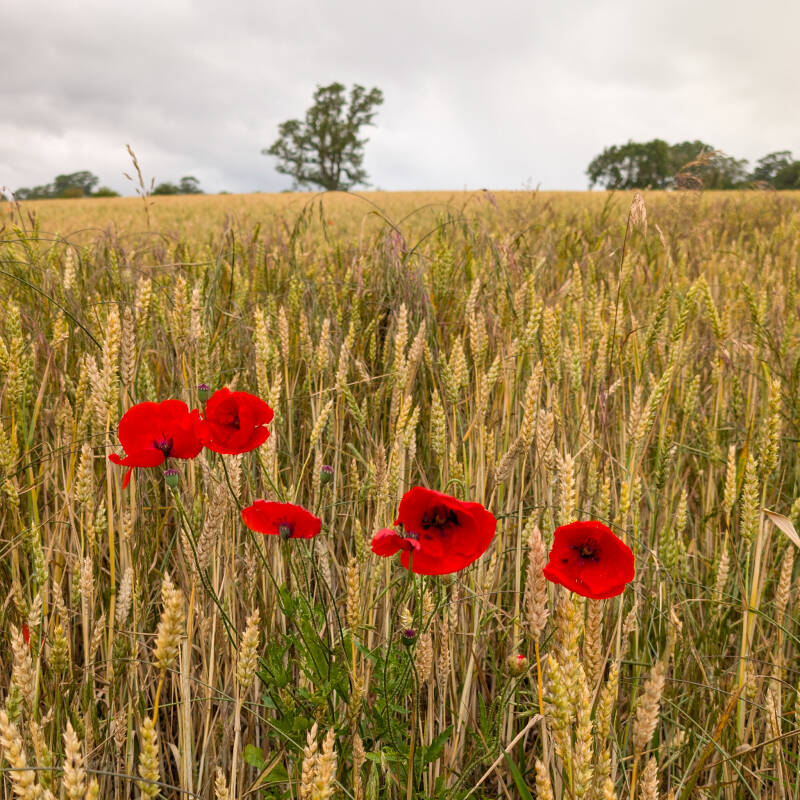 Wild red poppies growing beside wheat fields between Brignall and Rokeby in the Teesdale countryside.