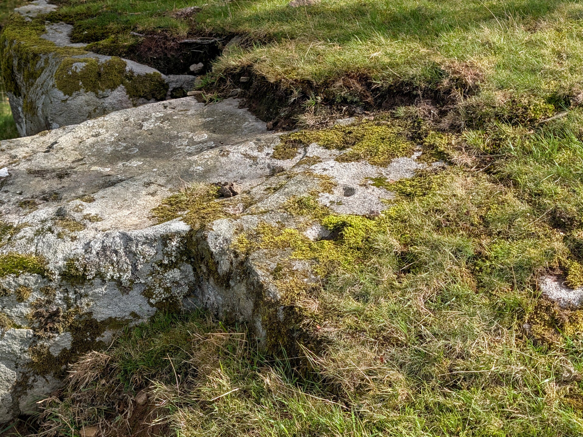 Rounded indentation visible among moss on the recorded prehistoric rock art panel near Blackton Reservoir in Baldersdale, Teesdale.