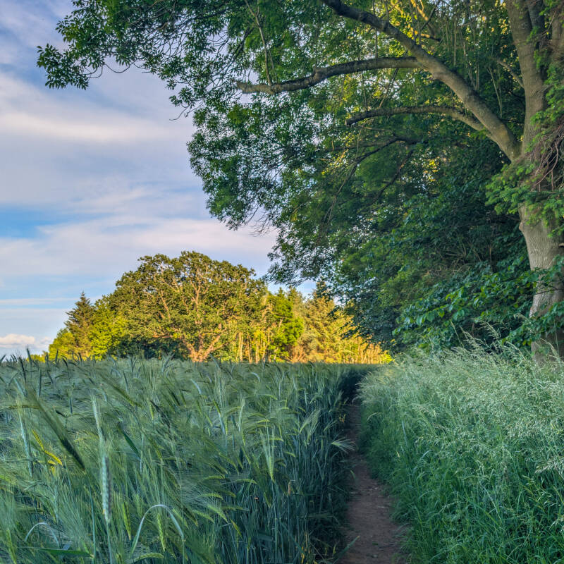 Narrow footpath through a barley field on the return section of the Lost Spa Walk.
