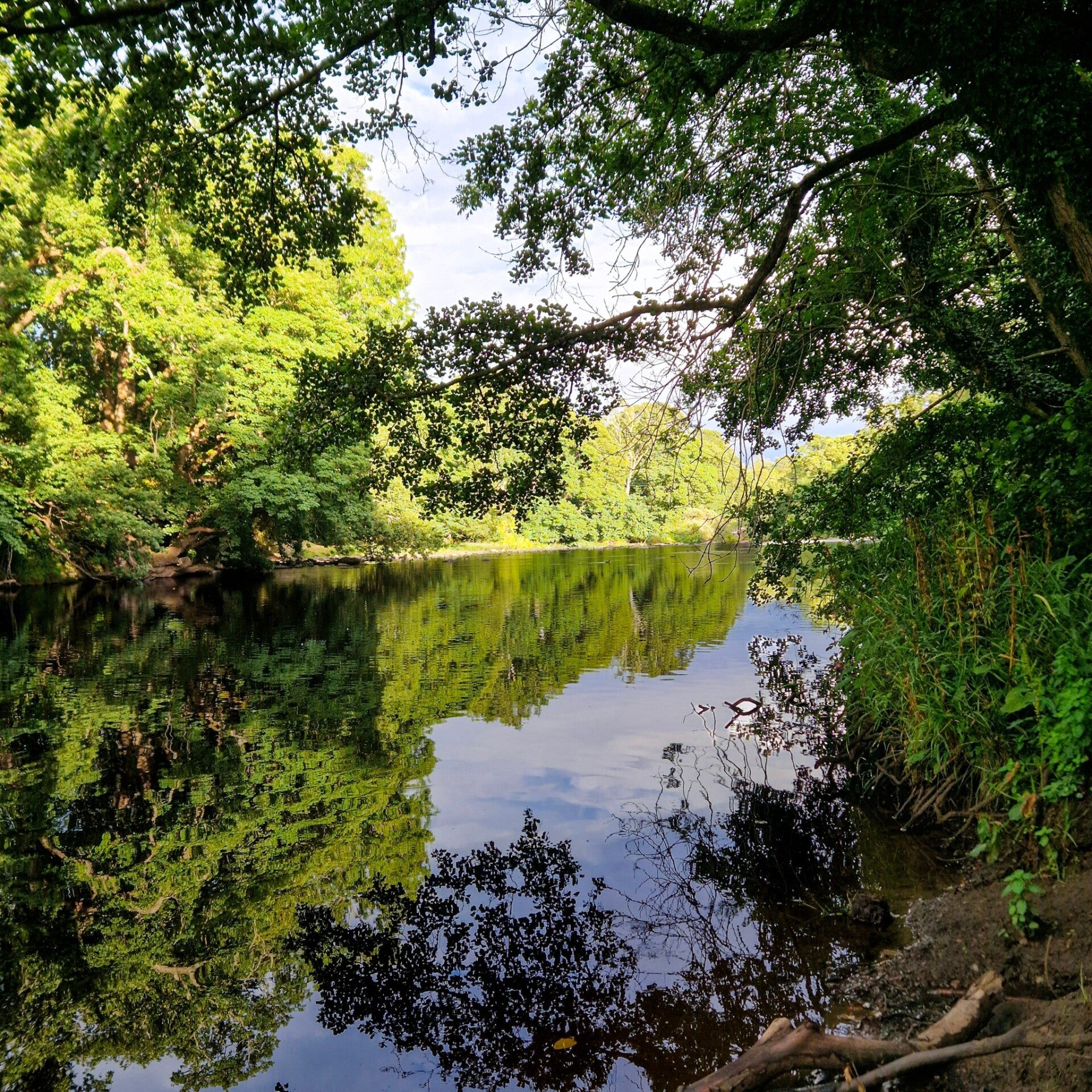Peaceful River Tees below Egglestone Abbey with trees reflected in the still water
