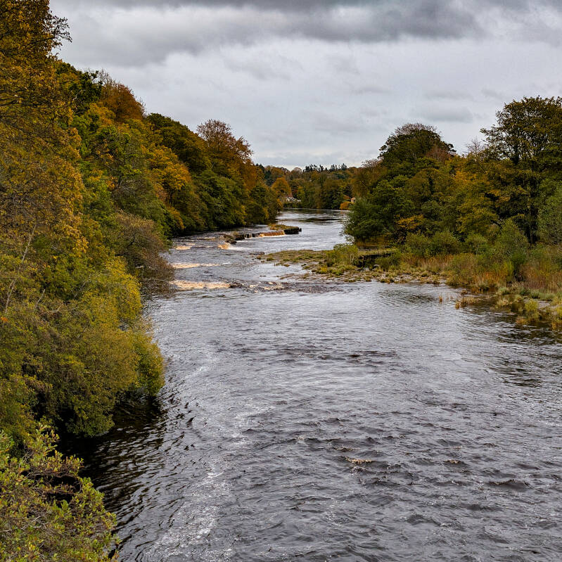 The River Tees flowing over rocky ledges near Whorlton, surrounded by colourful autumn woodland.
