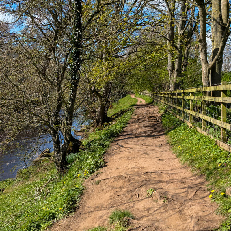 Woodland path following the River Tees on a Barnard Castle riverside walk