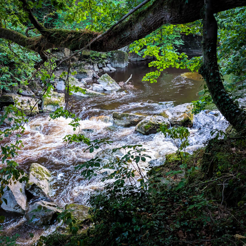 Rocky section of the River Tees seen through woodland in Tees Bank Plantation