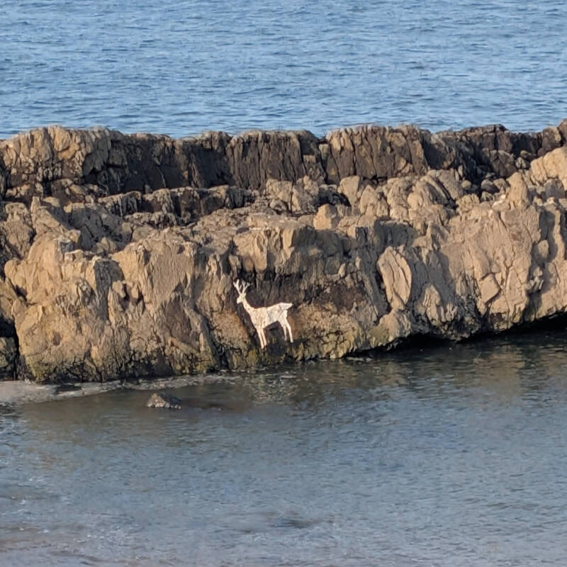 White painted stag on Stag Rock at Harkness Rocks on the Bamburgh coast