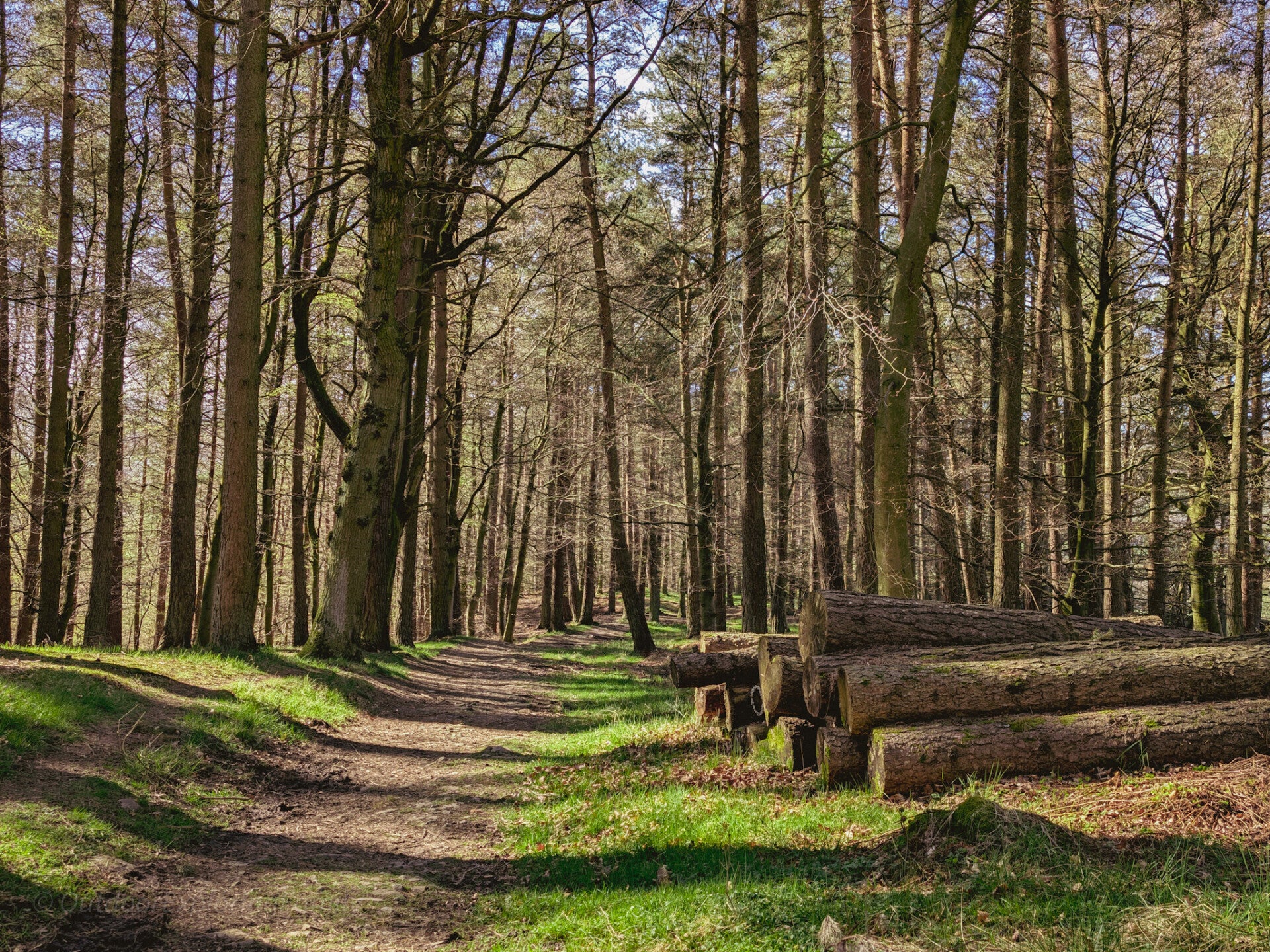 Woodland walking path at Bowlees with tall trees dappled light and peaceful forest setting