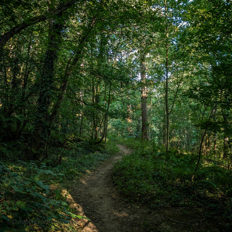 Woodland path through Tees Bank Plantation on the Meeting of the Waters North Bank walk