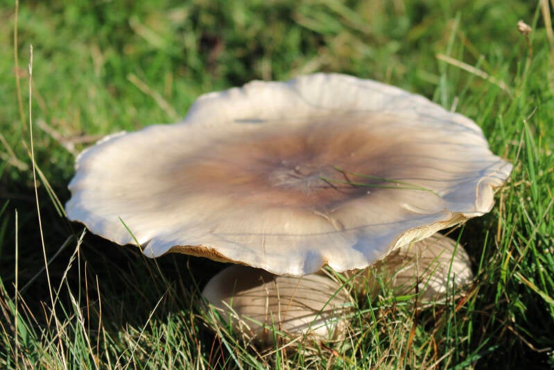 Close-up of mushrooms forming part of a fairy ring on the moor above Sleightholme Beck in Teesdale.