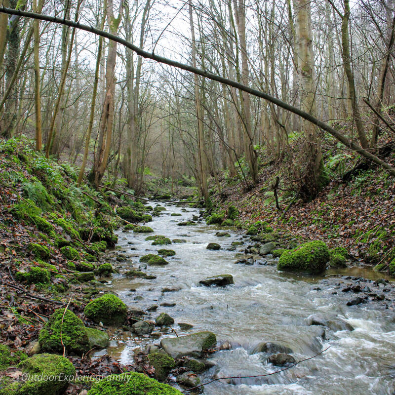 Thorsgill Beck flowing through woodland in Thorsgill Wood, with trees and mossy banks creating a calm riverside scene.