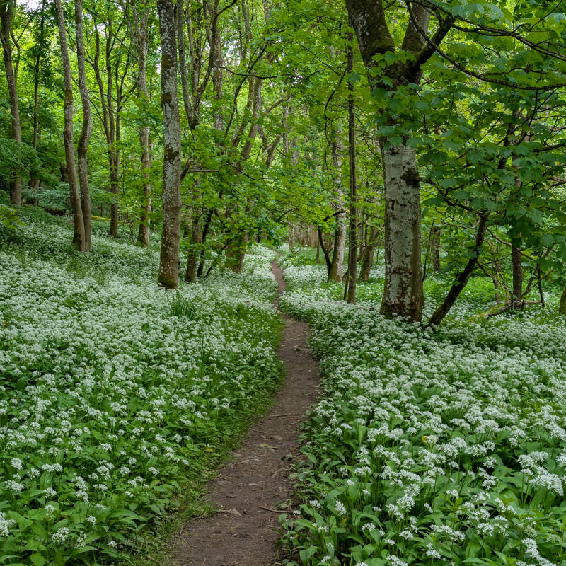 Wild garlic lining a woodland path in Deepdale Woods near Barnard Castle