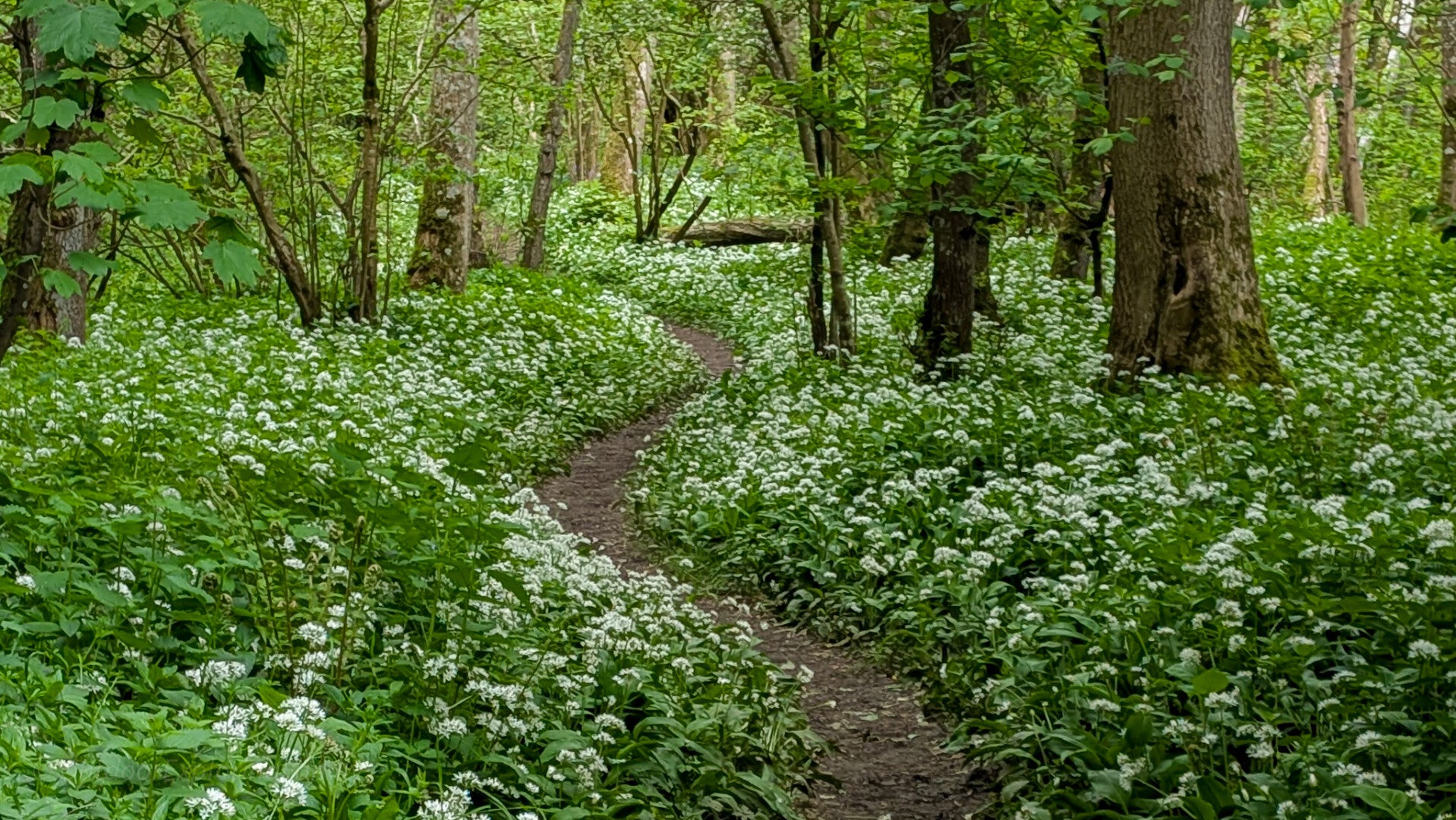 Wild garlic growing beside Deepdale Beck in Deepdale Woods, Teesdale