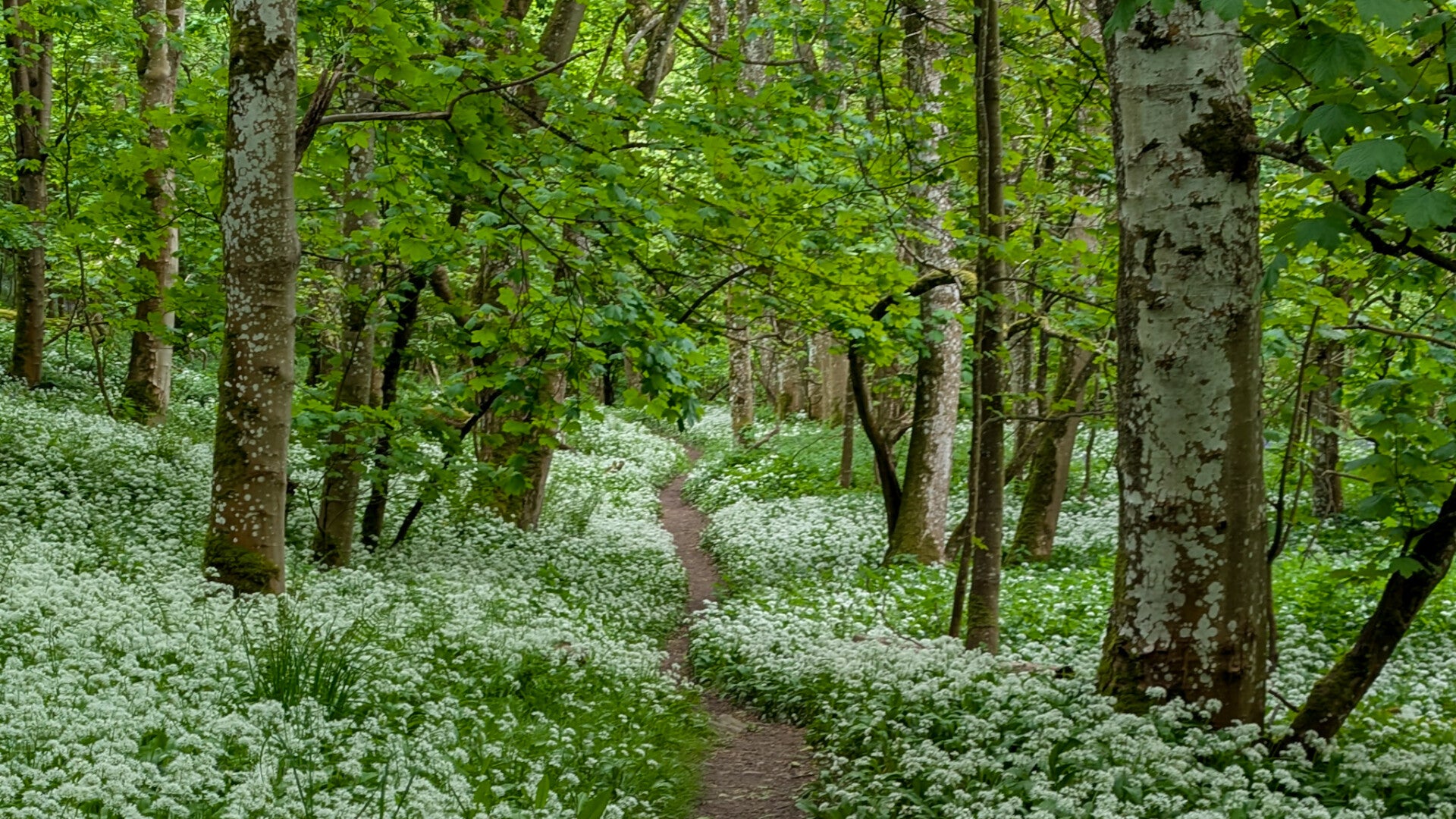 Woodland path through Deepdale Woods beside Deepdale Beck in Barnard Castle