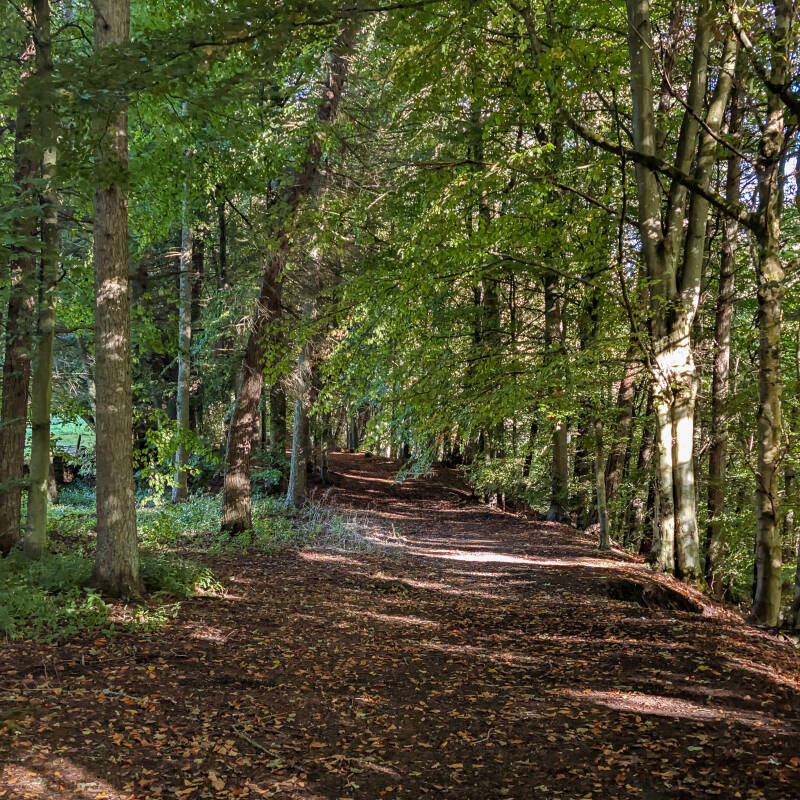 Woodland footpath on the walk from Middleton-in-Teesdale to Skears Lime Kilns.